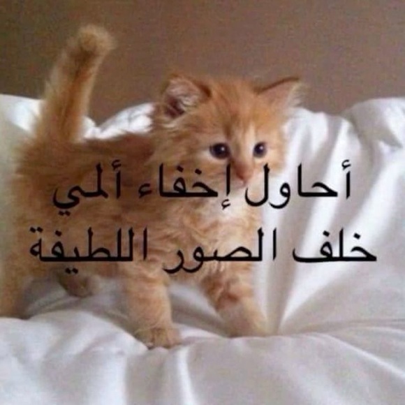 shajabsh